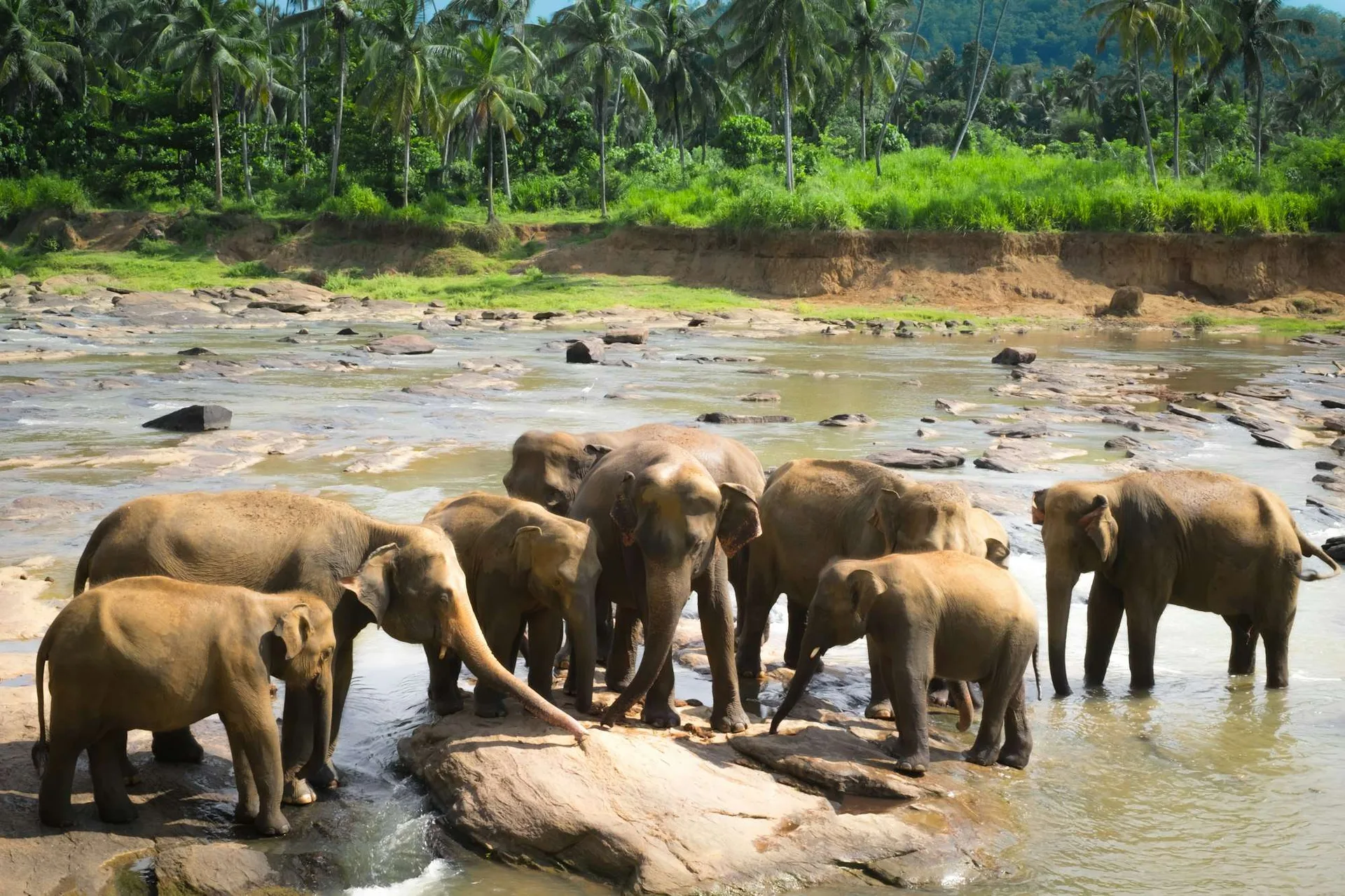 Wild Asian elephants in a Sri Lankan national park