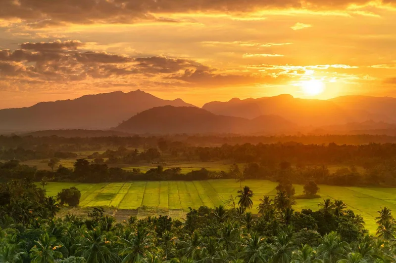 Ceylon tea fields in the Sri Lankan highlands