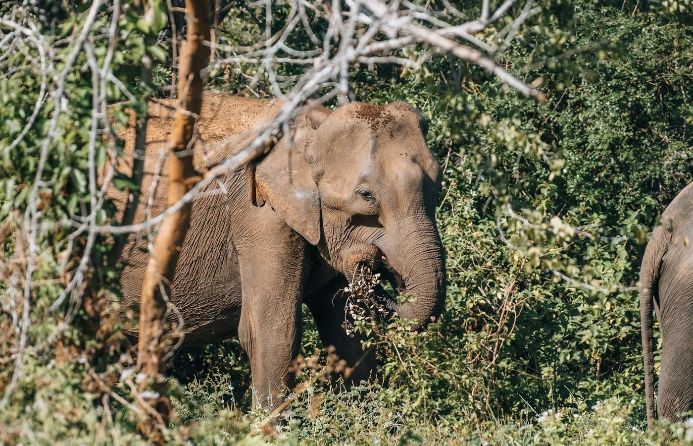 A wild elephant on a game drive in Udawalawe
