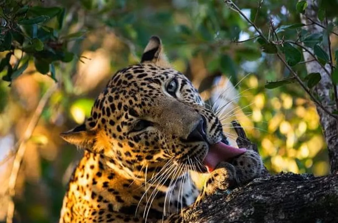 A leopard in Yala National Park